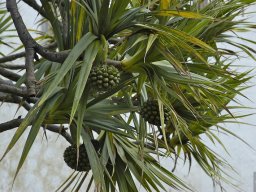 Tenerife2002-2003-019